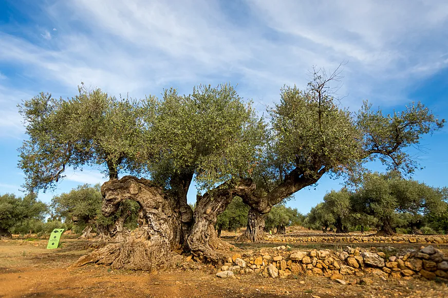 Área de olivos milenarios en el Maestrat.