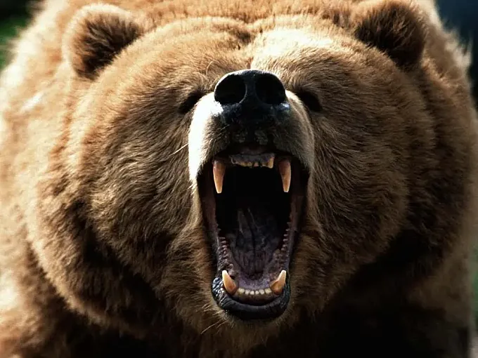 Un oso grizzly mata a un ciclista en Montana (EEUU)