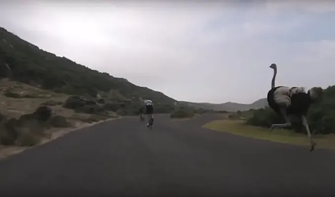 El ‘sprint’ de un avestruz junto a un grupo de ciclistas se convierte en viral
