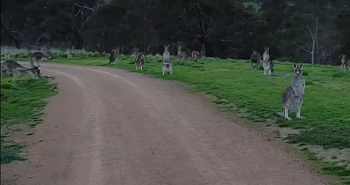 El increíble encuentro de un ciclista con un un grupo de canguros