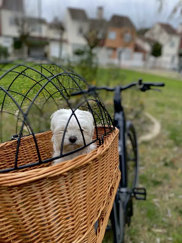 Prueba (test) de la cesta de bicicleta para perros Basil Pasja (foto: R.V)