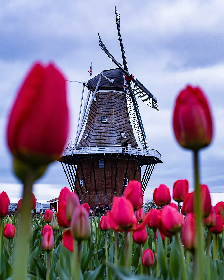 Más de millón y medio de visitantes de todo el mundo acuden al Festival del Tulipán en Países Bajos.