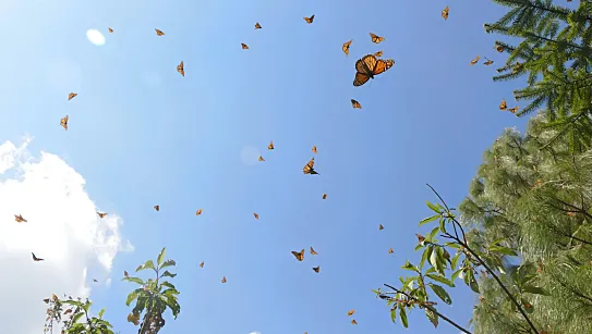 Las mariposas que regresan son las bisnietas de las que partieron.