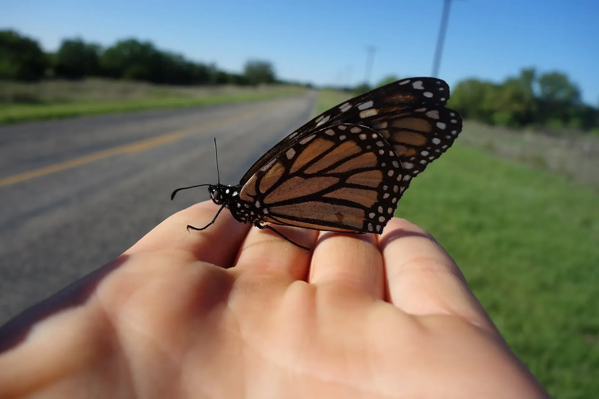 "Las monarca me enseñaron a escribir y editar un libro, pero, sobre todo, me mostraron que todo y todos estamos conectados" (Sara Dykman, autora de 'Bicycling with Butterflies')