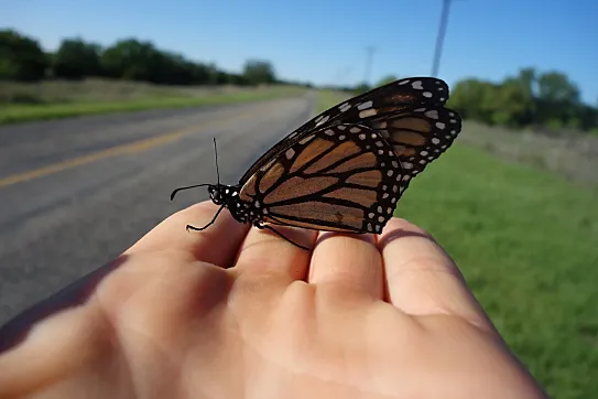 "Las monarca me enseñaron a escribir y editar un libro, pero, sobre todo, me mostraron que todo y todos estamos conectados" (Sara Dykman, autora de 'Bicycling with Butterflies')