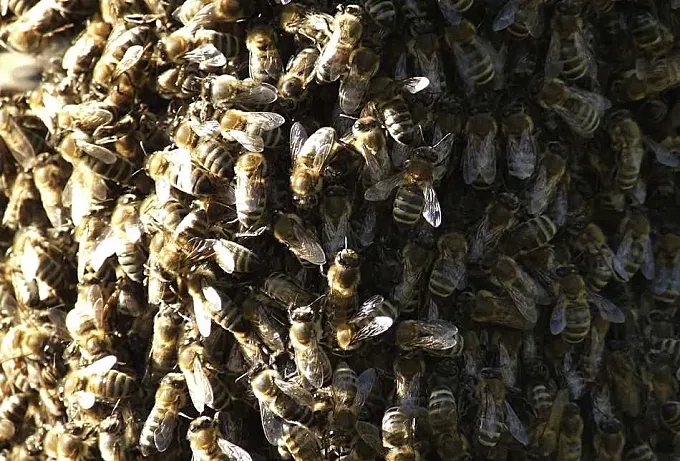 El brutal ataque de un enjambre de abejas a un grupo de ciclistas