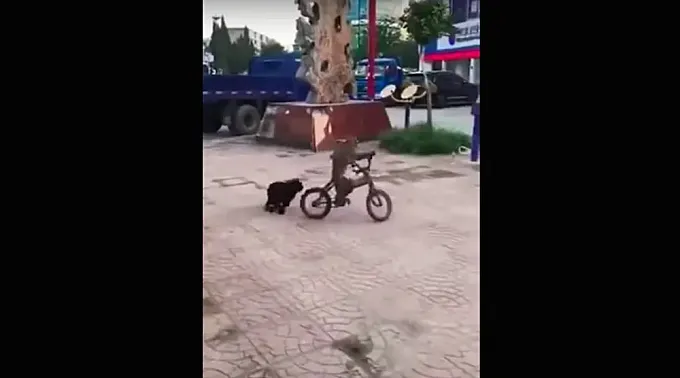 El vídeo de un mono huyendo de un perro en bicicleta que se ha convertido en viral