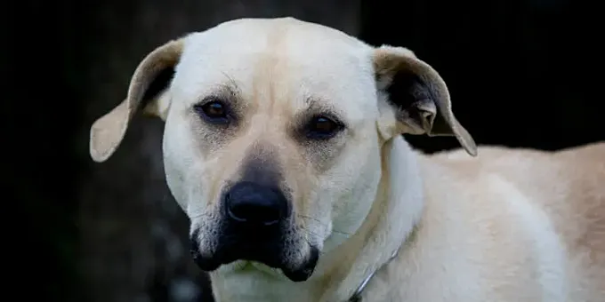Bailey, la perra que salvó la vida de su dueño ciclista