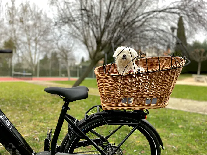 Prueba (test) de la cesta de bicicleta para perros Basil Pasja