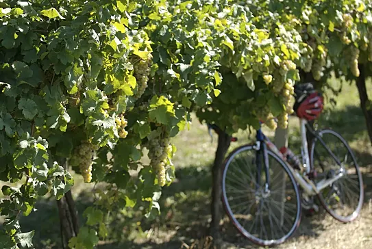¿Has pedaleado alguna vez entre viñedos italianos? Es algo que hay que hacer al menos una vez en la vida.