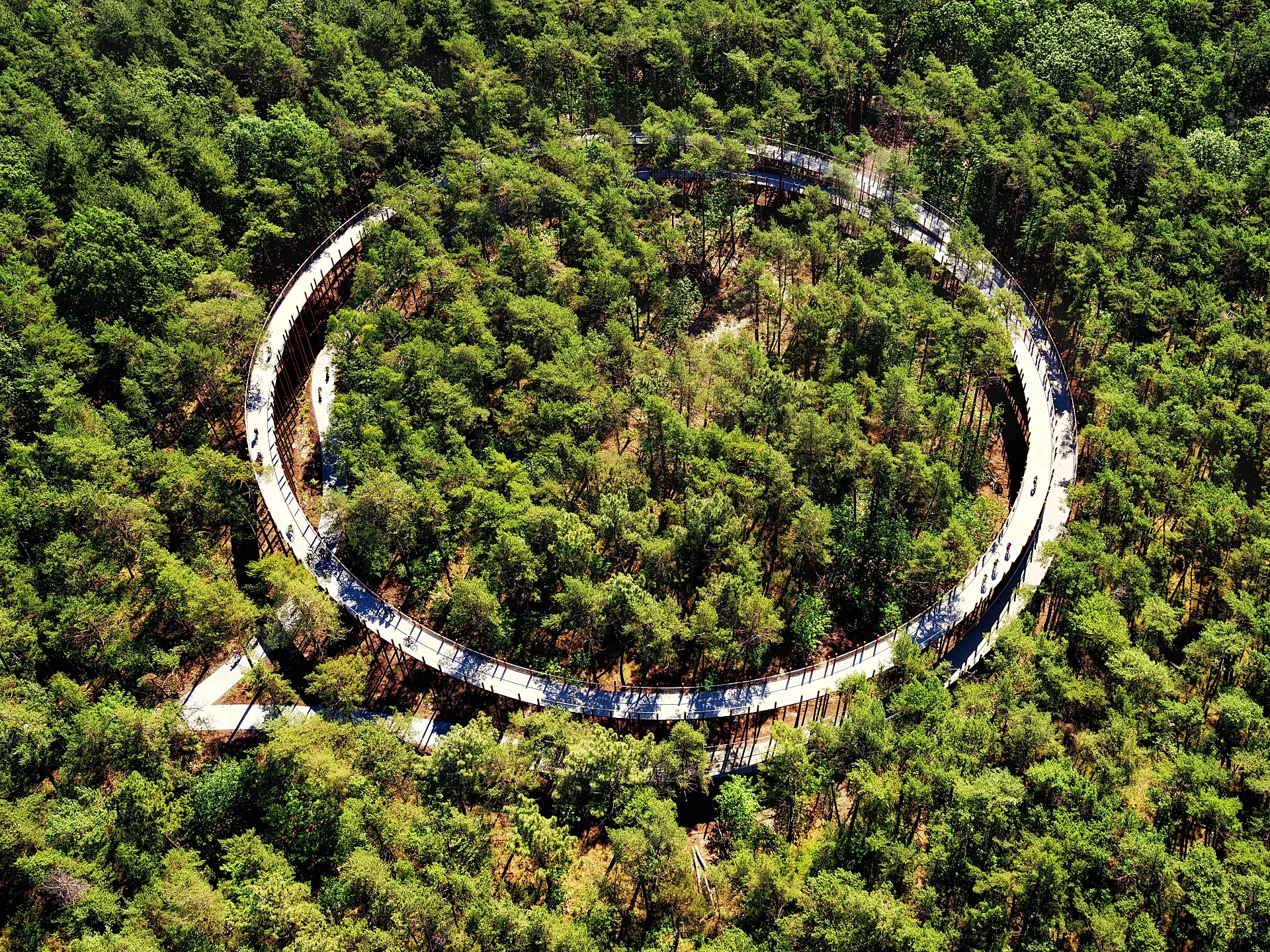 “El respeto por la flora y la fauna fueron claves tanto para el diseño como para la construcción del puente en el bosque” (BuroLandschap). Foto: Luc Daelemans.