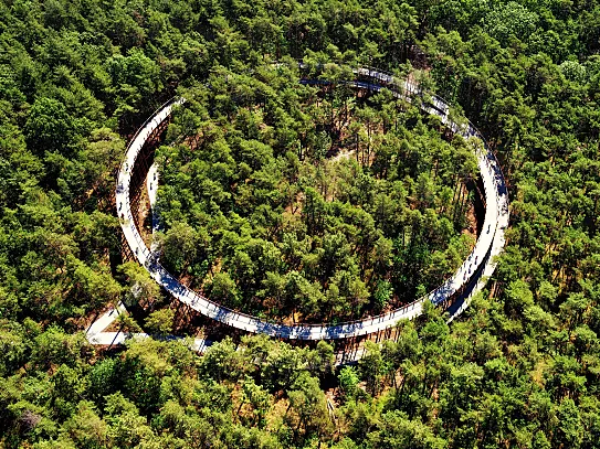 “El respeto por la flora y la fauna fueron claves tanto para el diseño como para la construcción del puente en el bosque” (BuroLandschap). Foto: Luc Daelemans.