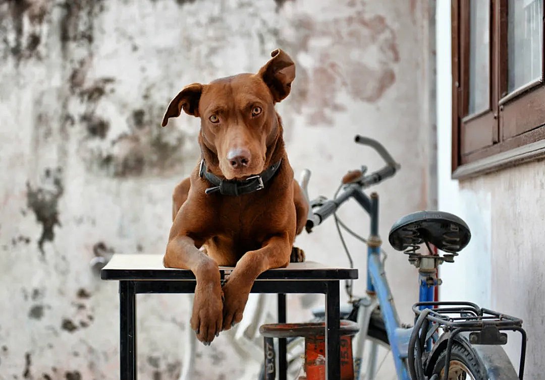 Carro Arrastre Bicicleta Hasta 40 kilos - Club de Perros y Gatos