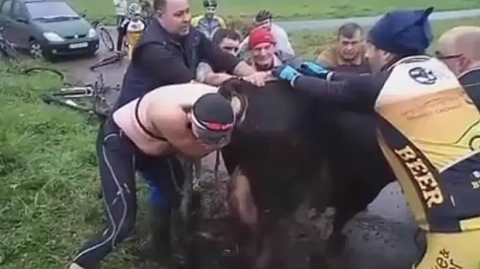 Un grupo de cicistas ayuda a parir a una vaca